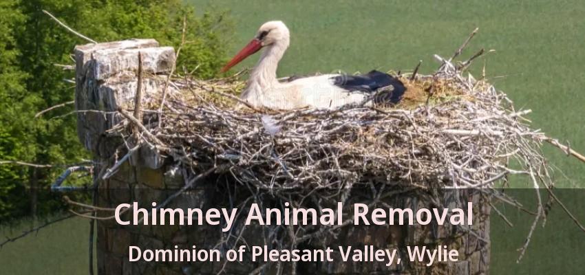 Chimney Animal Removal Dominion of Pleasant Valley, Wylie - TX