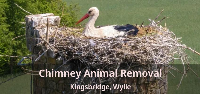 Chimney Animal Removal Kingsbridge, Wylie - TX