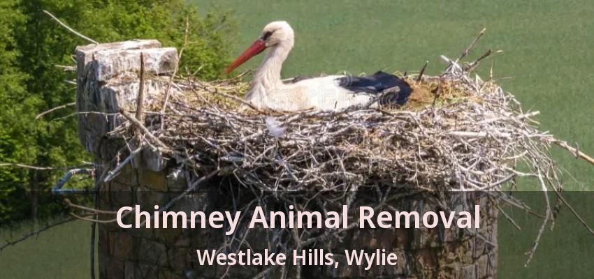 Chimney Animal Removal Westlake Hills, Wylie - TX