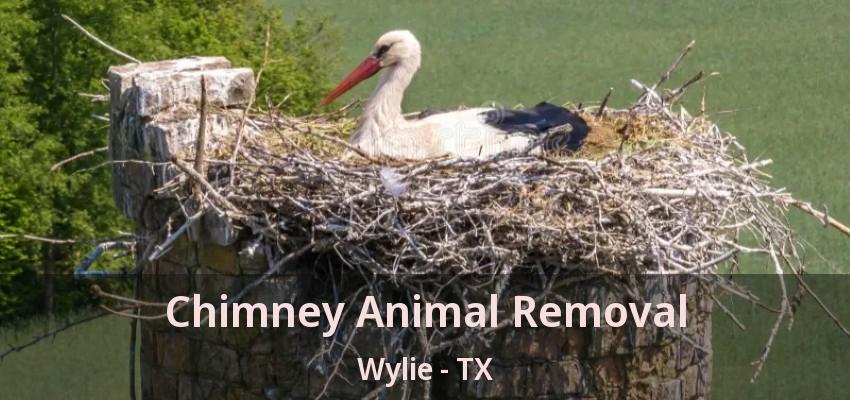 Chimney Animal Removal Wylie - TX