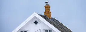 Chimney Nest Removal Dominion of Pleasant Valley, Wylie